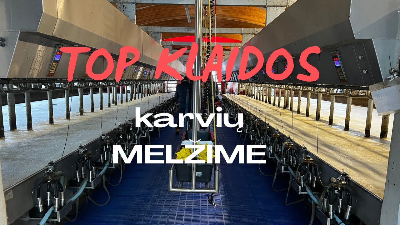 Melžimo rutina ir klaidos: kas svarbiausia teisingame melžime