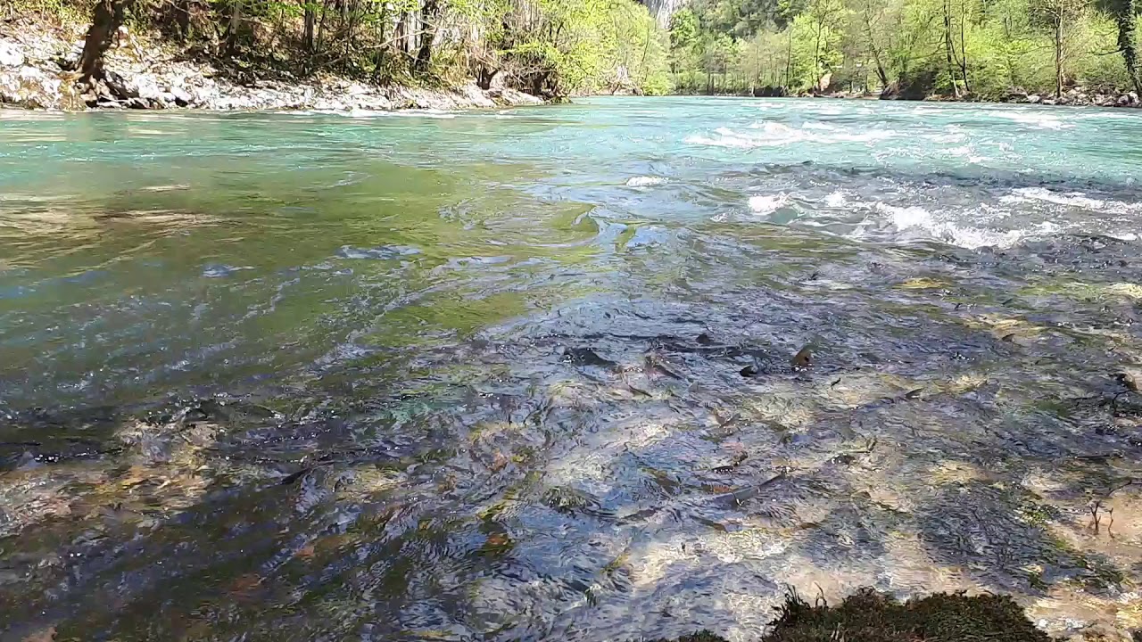 Bosanska Krupa Mrijest &Scaron;kobalja