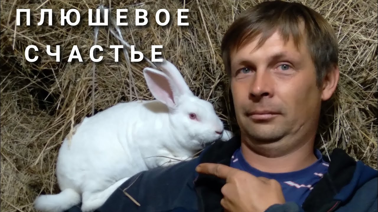 Кролики породы РЕКС.4 года содержания.