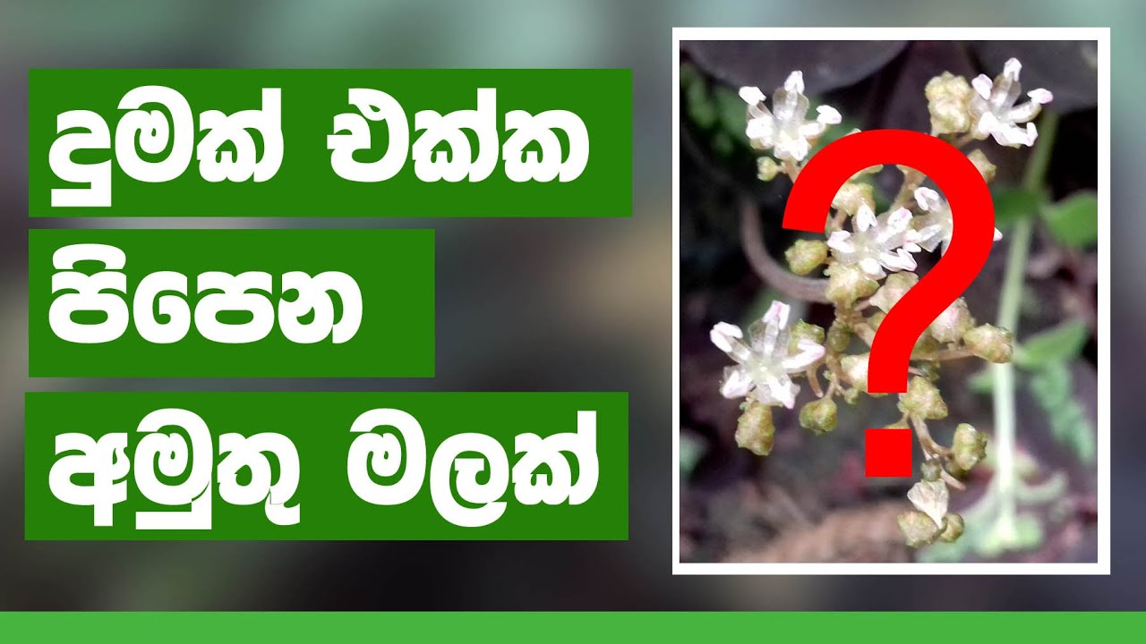දුමක් එක්ක පිපෙන මලක් | Blooming flower with Smoke