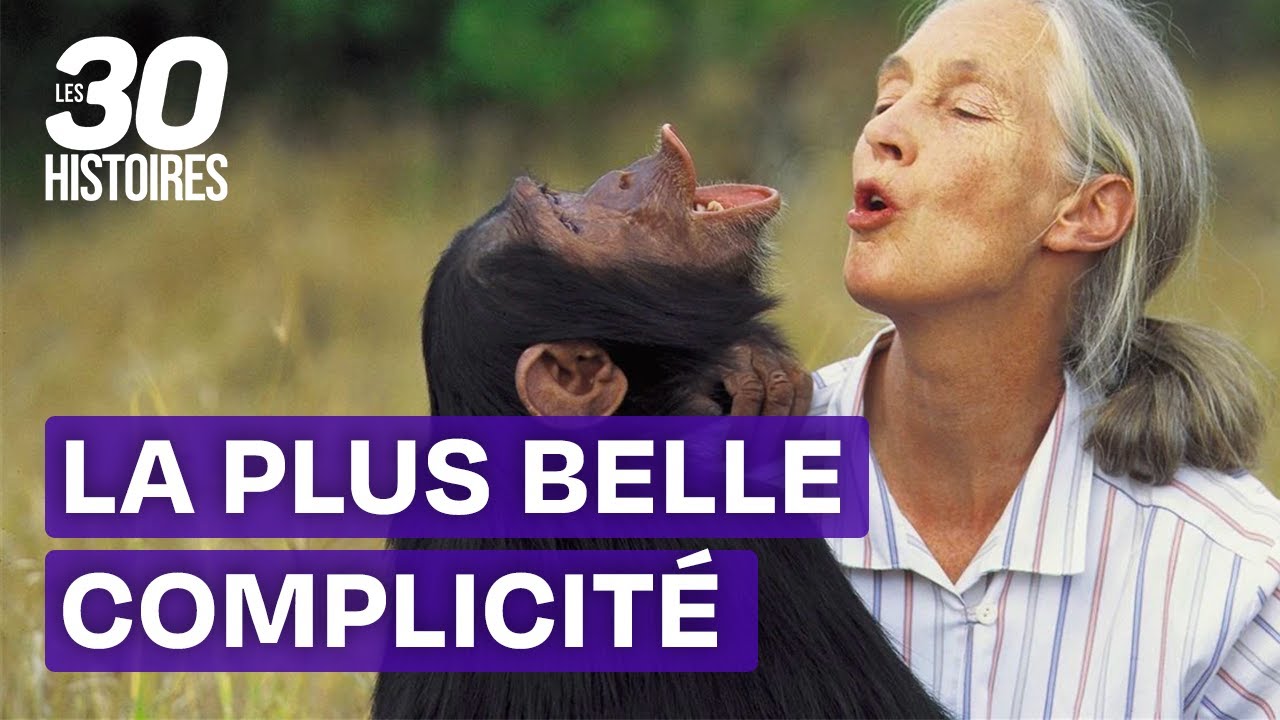 Une relation si privilégiée avec ce singe - Jane Goodall - Les 30 histoires les plus spectaculaires