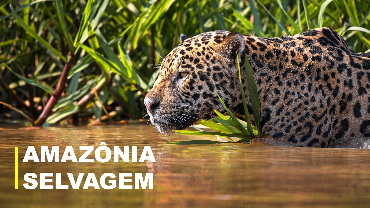AMAZÔNIA SELVAGEM | A Vida na Selva Mais Incrível do Mundo | Documentário Completo
