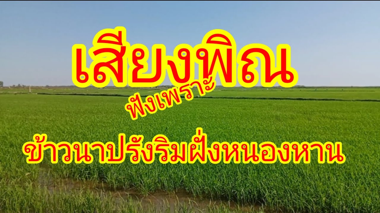 เสียงพิณฟังเพราะเปิดดังๆแบ่งปันความสุข