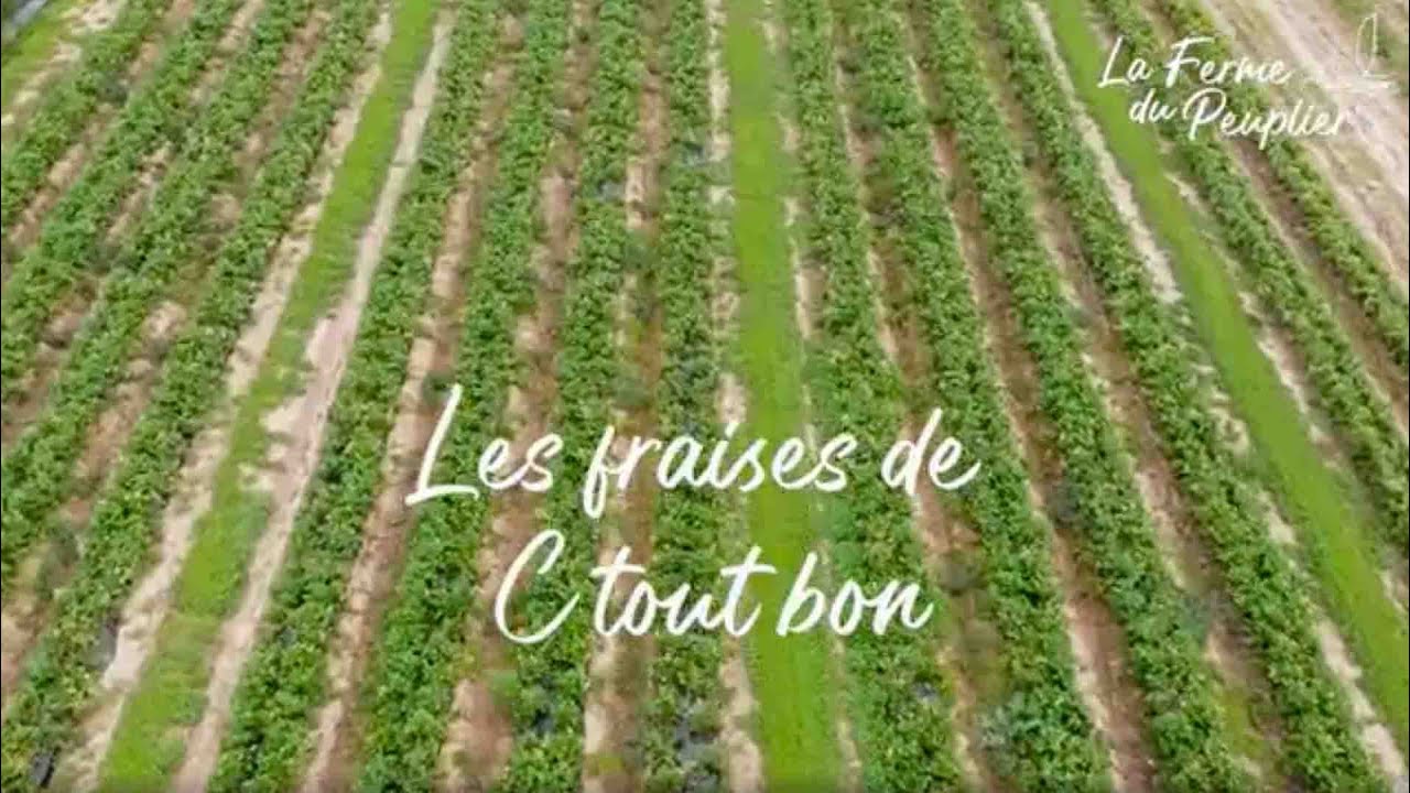 LES FRAISES DE CHEZ 