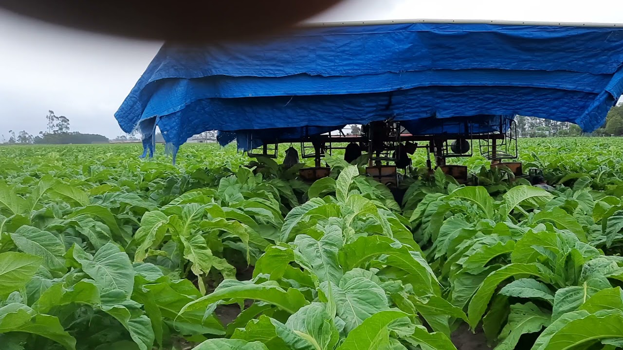 colheita de tabaco  irmaos Francisco