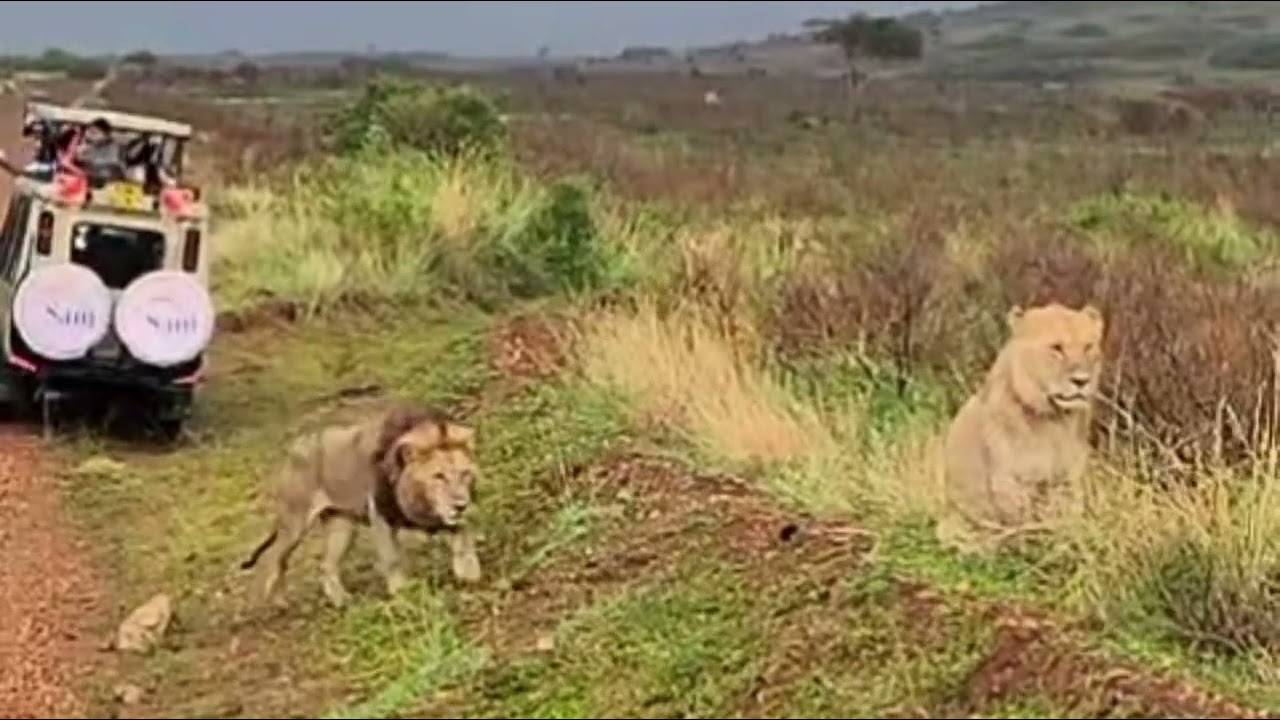 male lion attack the other male lion sitting in the ground video
