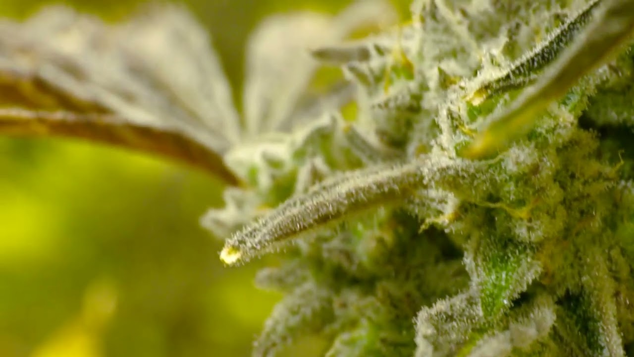 Close-up Cannabis Buds