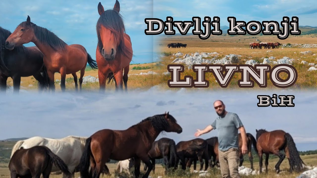 The wild horses of Bosnia | Livanjski divlji konji 