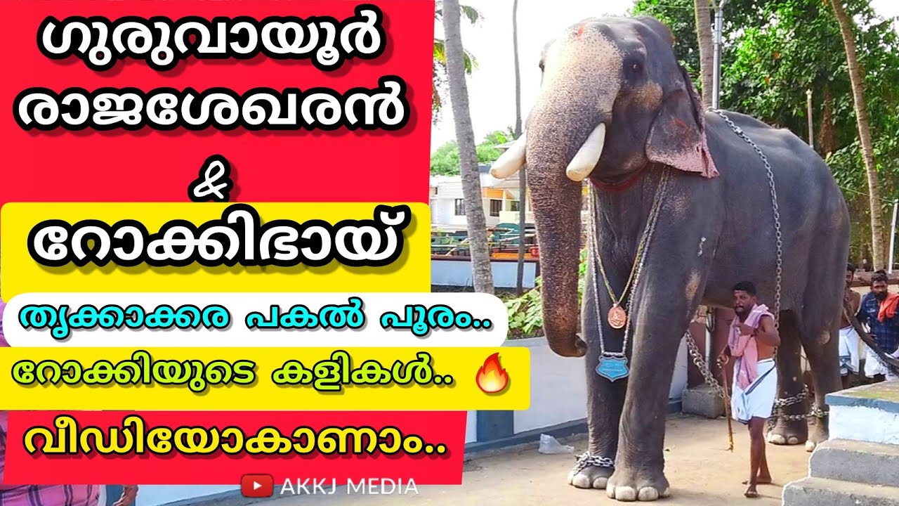 അയ്യോ ചങ്ങല കുടുങ്ങി ആശാനേ.. ഗുരുവായൂർ രാജശേഖരൻ & റോക്കിഭായ്.Guruvayoor Rajashekaran & rocky bhai. 🔥