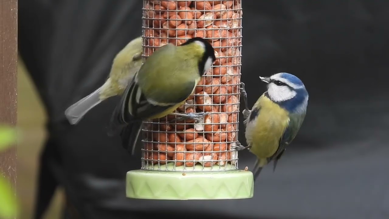 Garden Birds.