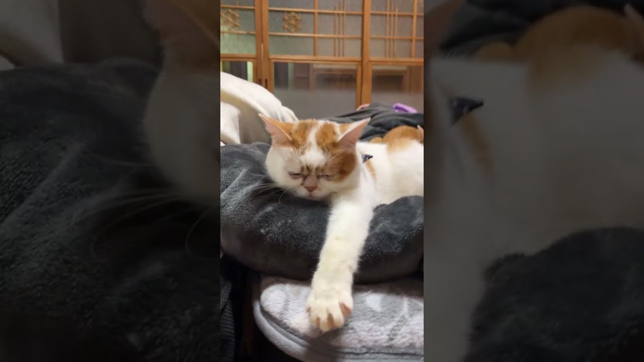 さつき&めい猫々ch がライブ配信中！