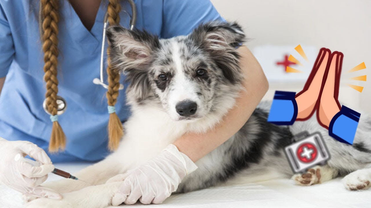 CURE Seu animal de Estimação, Oração para São Lazaro