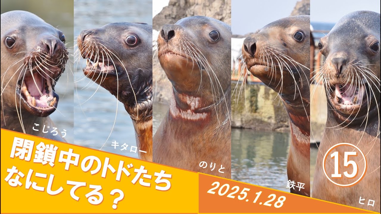 閉鎖中のトドたちなにしてる？⑮