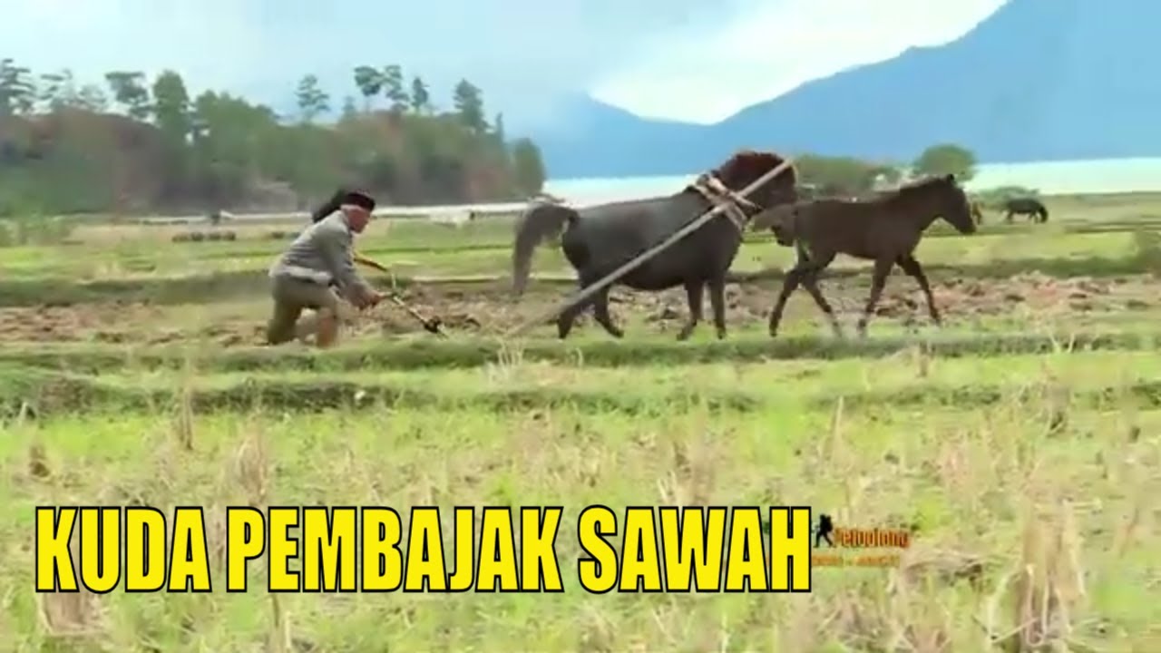 Membajak Sawah Dengan Kuda | JEJAK PETUALANG