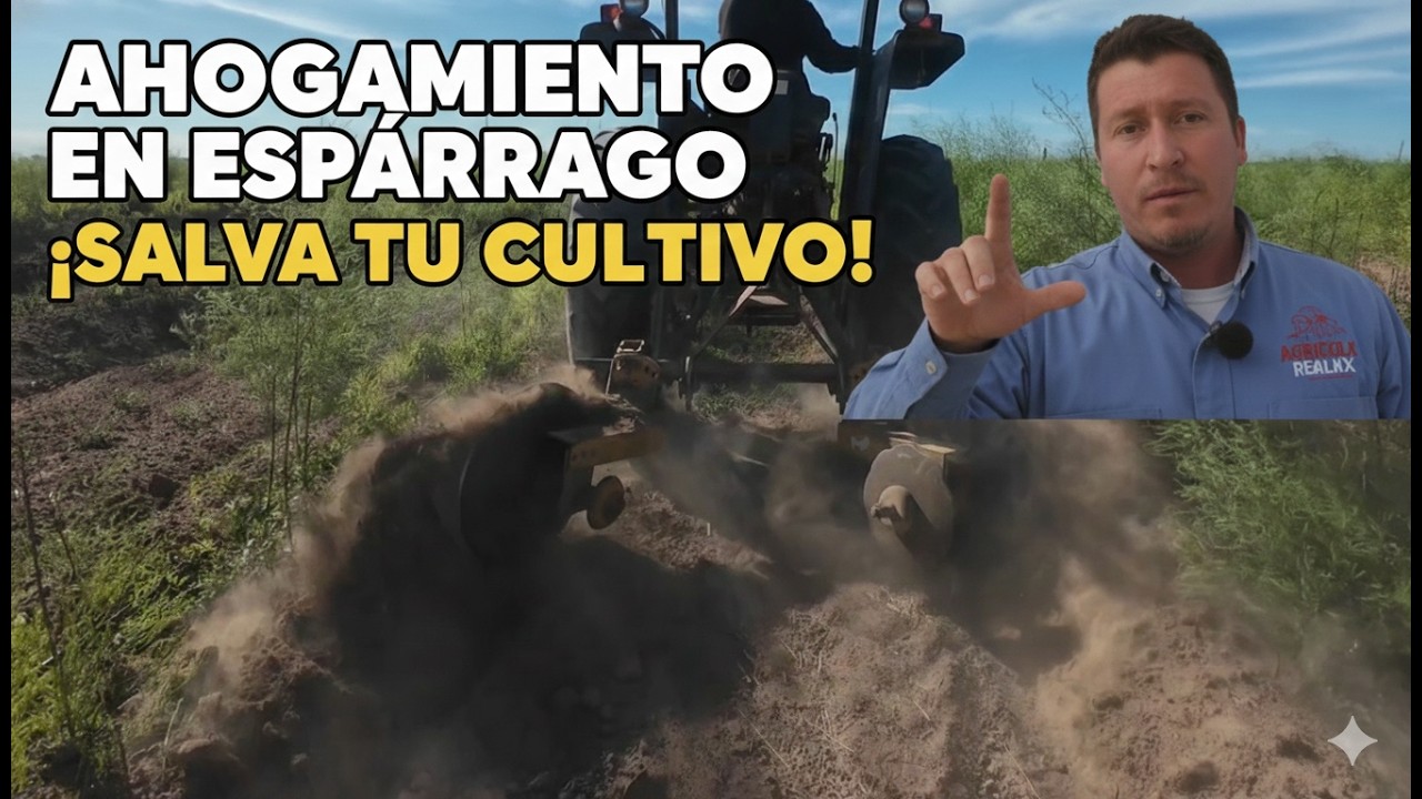 Cómo eliminar la GLORIA en Espárrago: Técnica de Ahogamiento con Tierra 🚜