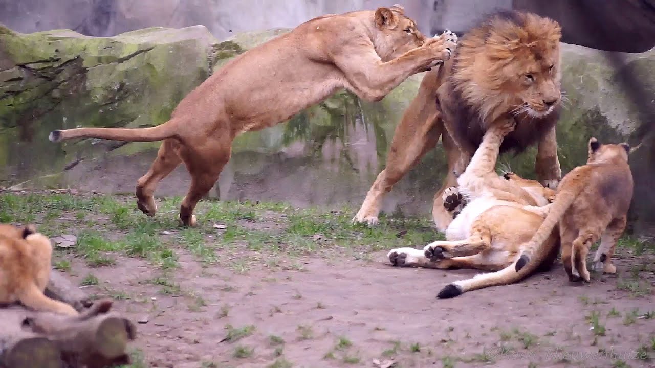 Leeuwen Zoo Antwerpen februari 2023 (Deel 3/3: 27-28 februari)