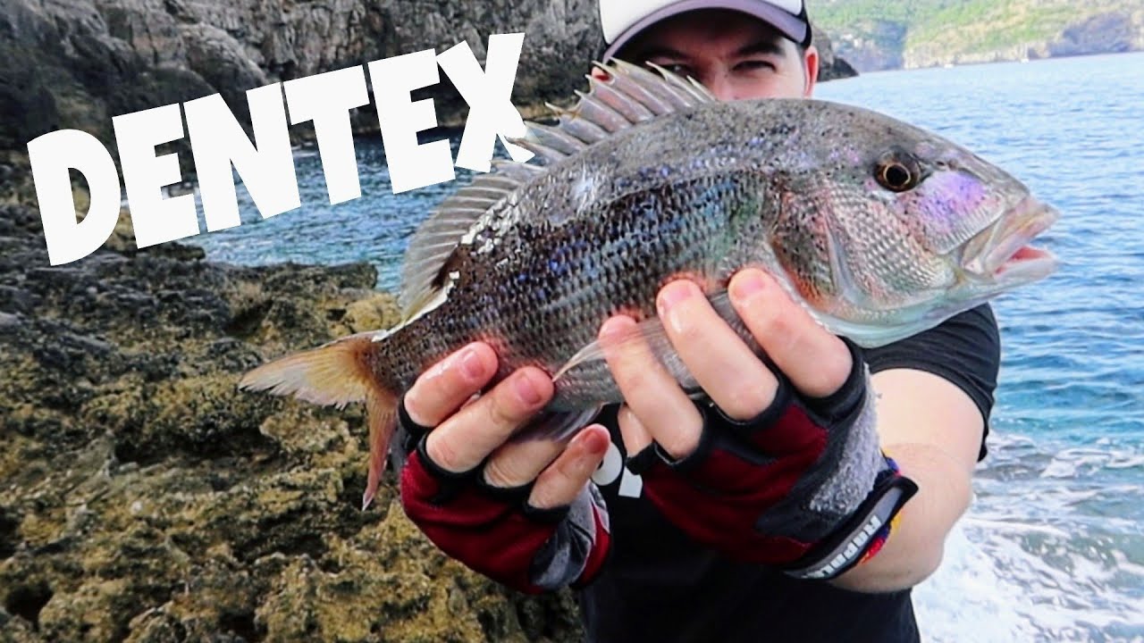 DENTÓN a SPINNING en un SPOT ESPECTACULAR! | CoralHook Fishing