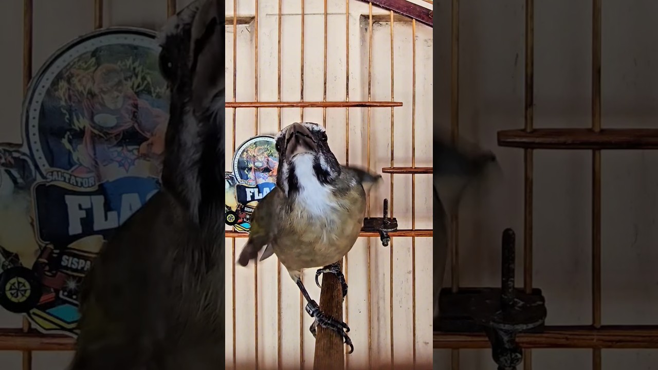 ESQUENTAR TRINCA-FERRO NA HORA DEIXE SEU TRINCA-FERRO QUENTE COM ESSE V&Iacute;DEO #shorts