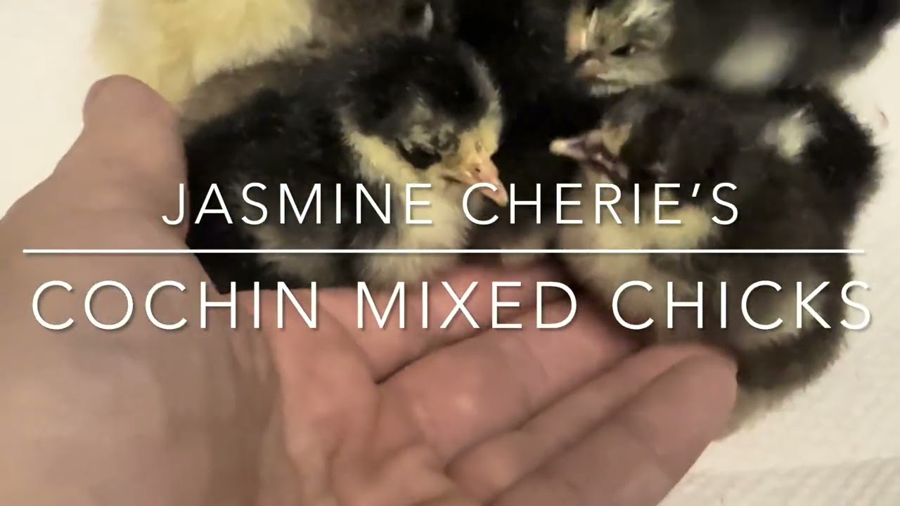 January 22, 2026 Cochin mixed chicks and Old English Game Bantam chicks.