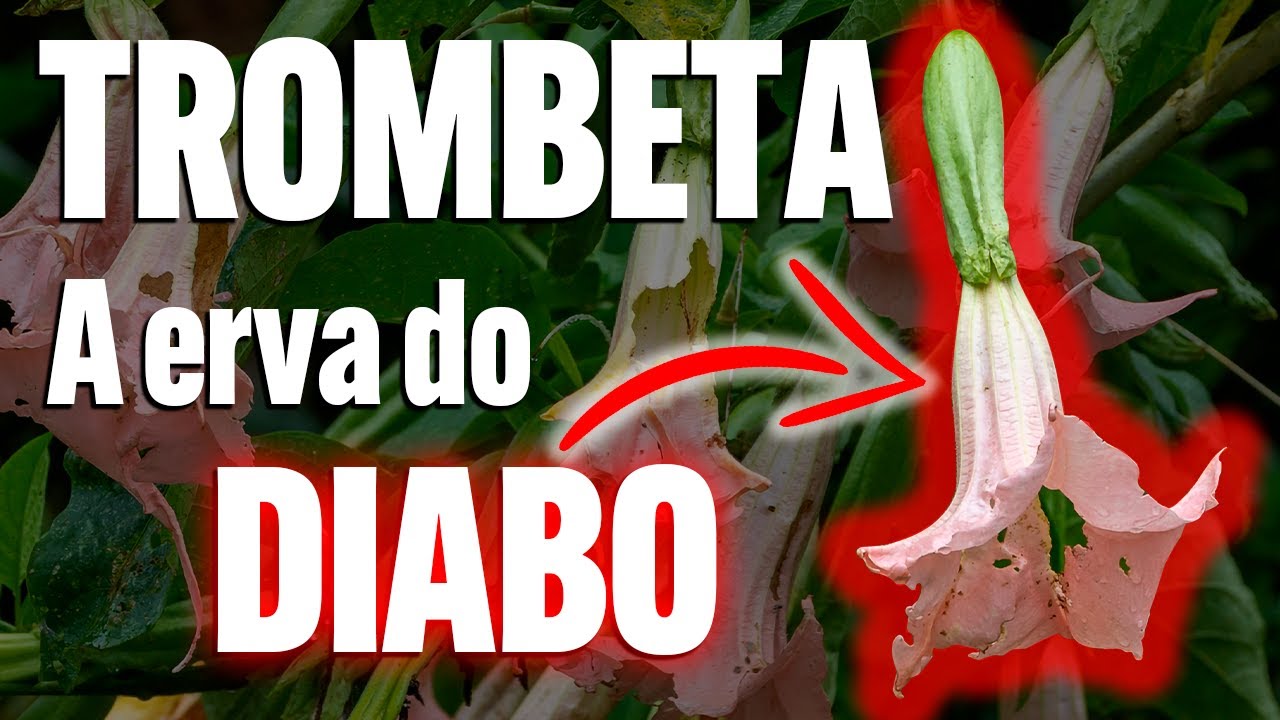 A TROMBETA dos anjos - Guia da Floresta