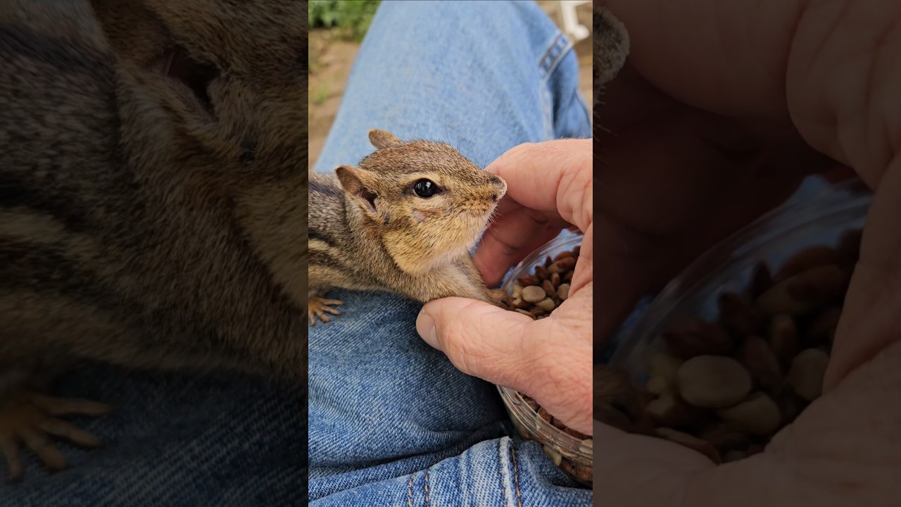 Heavy Petting Chipmunk 🐿