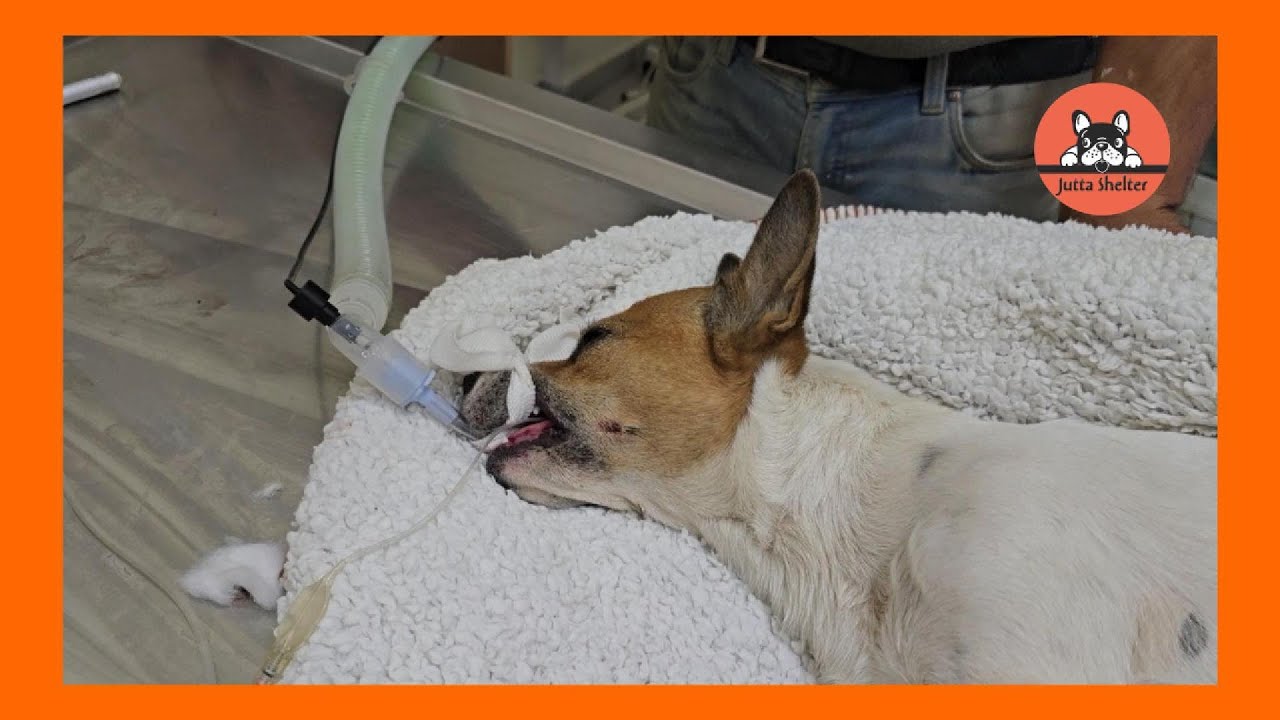 Poor Stray Dog Run Over is Brought to the Shelter