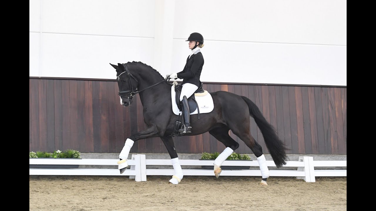 Danciero - Stallion Collection Schockemoehle & Helgstrand 2021 ENG