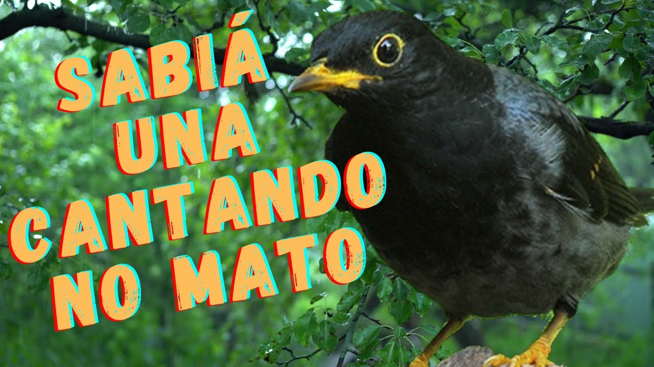 Sabiá Una cantando no mato. Lindo canto mateiro da sabiá preta