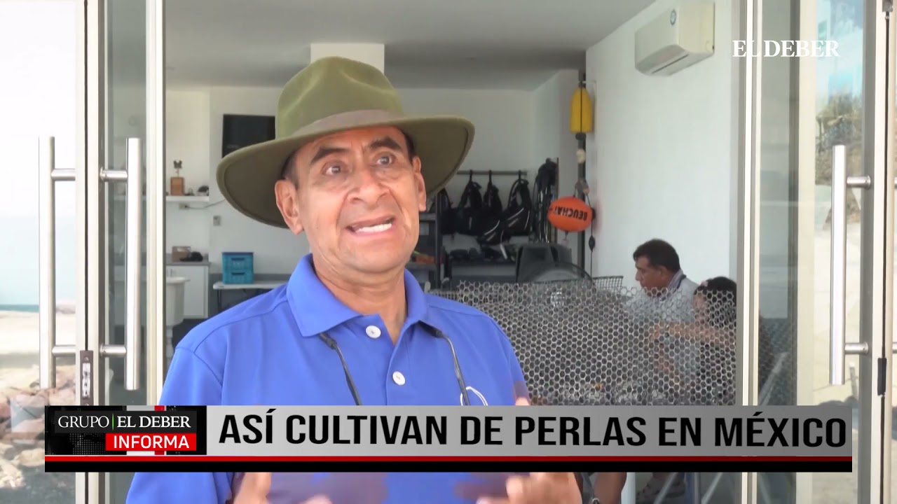 AS&Iacute; CULTIVAN DE PERLAS EN M&Eacute;XICO