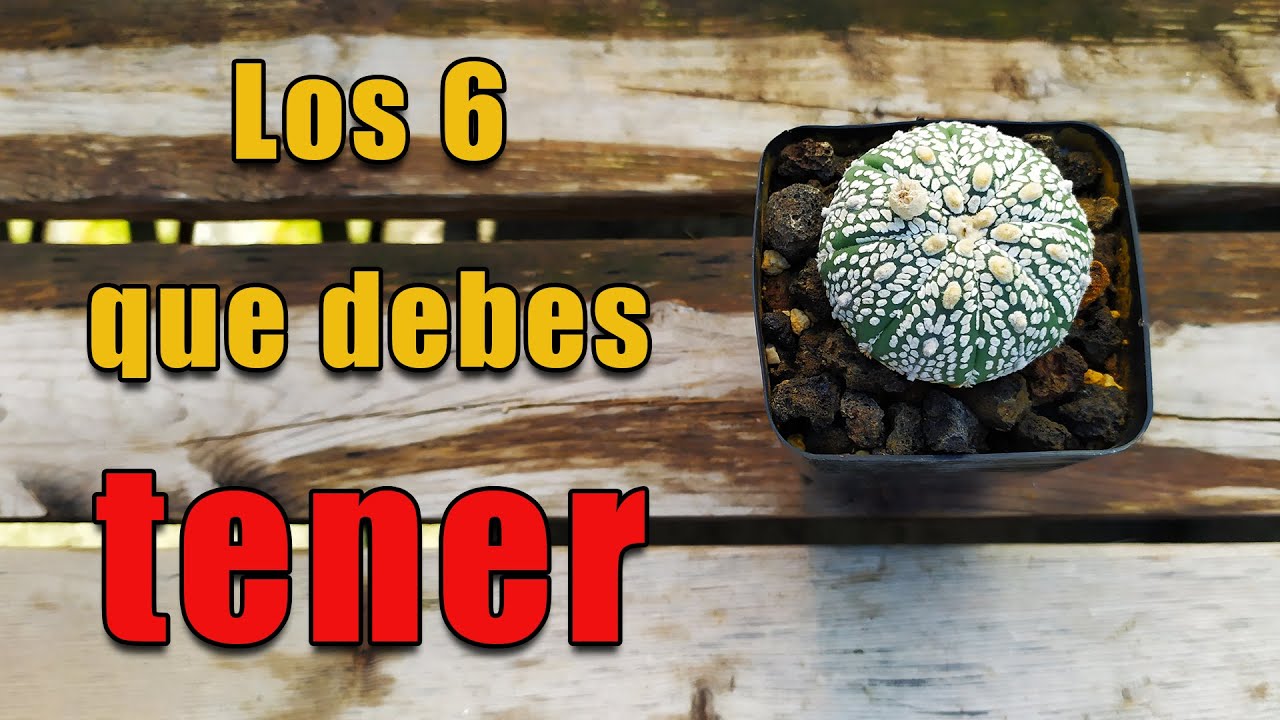 ¿Cuántas especies de cactus Astrophytum existen? ¡Descúbrelo hoy mismo!