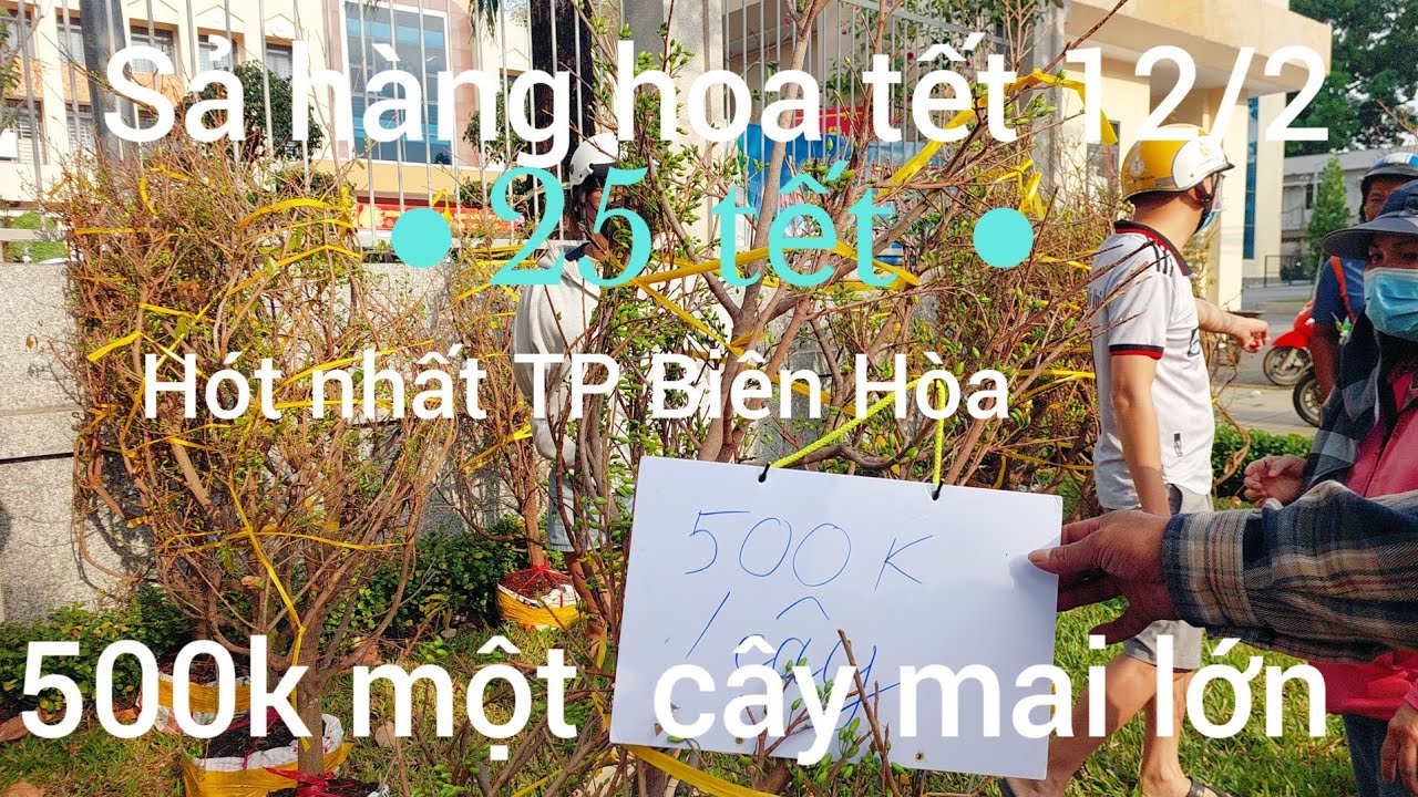 Đường Hoa tết Đồng khỏi  TP Biên Hòa  sả hàng  mai súng 500k người dân ồ át tới  mua