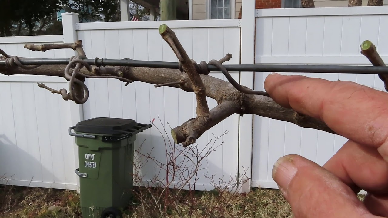 How to Prune Muscadine Grapes