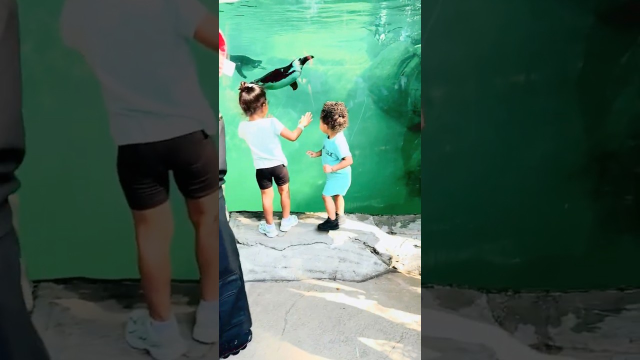 #ZooAnimals #Baby #Family #AnimalsSounds #AnimalesDelZool&oacute;gico #Beb&eacute; #Familia #SonidosDeAnimales