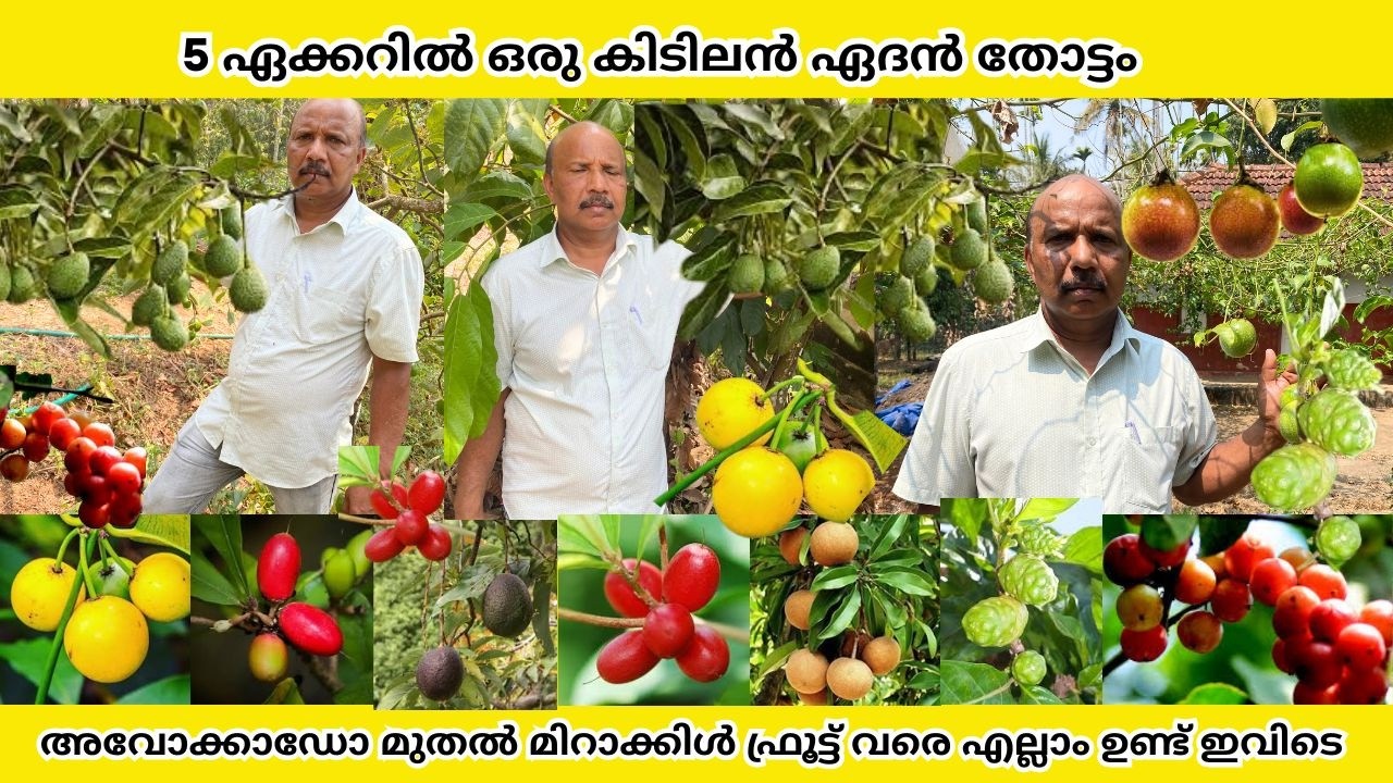 കൃഷി ചെയ്ത് സന്തോഷം കണ്ടെത്തുന്ന ബാബു ചേട്ടൻ്റെ ഏദൻതോട്ടം |Fruits Farm | Wayanad | Shyju Vlogger 