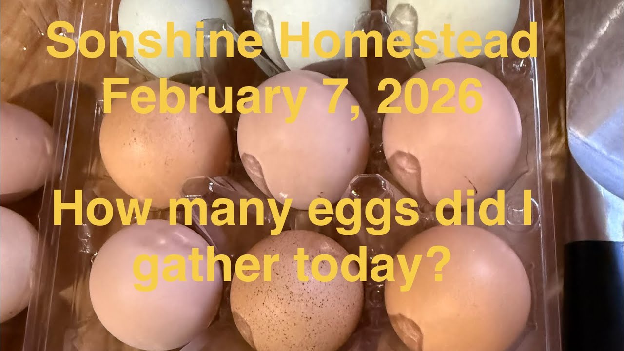 Egg collection February 7,2026 #eggcollection #chicken #homestead #farmlife #farm #chickenlovers 