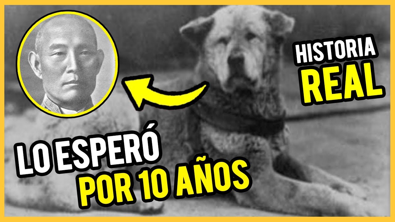 La triste historia de HACHIKO 
