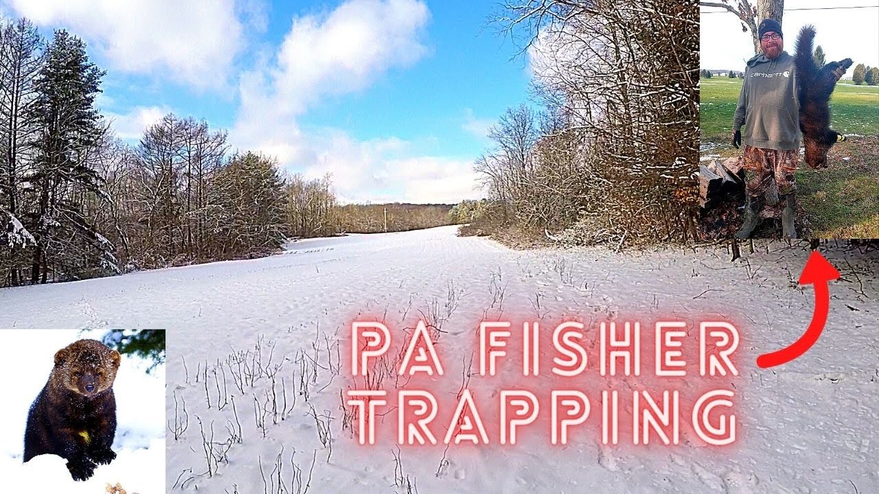 PA Fisher Trapping! (FIRST ONE EVER!!)