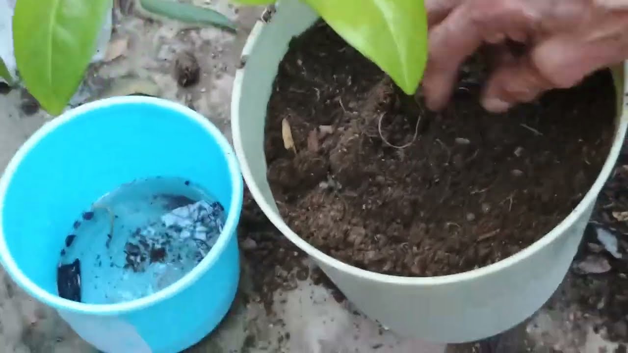 Plantando a planta que minha filha me deu #mostei todas minhas plantas ❤️💋