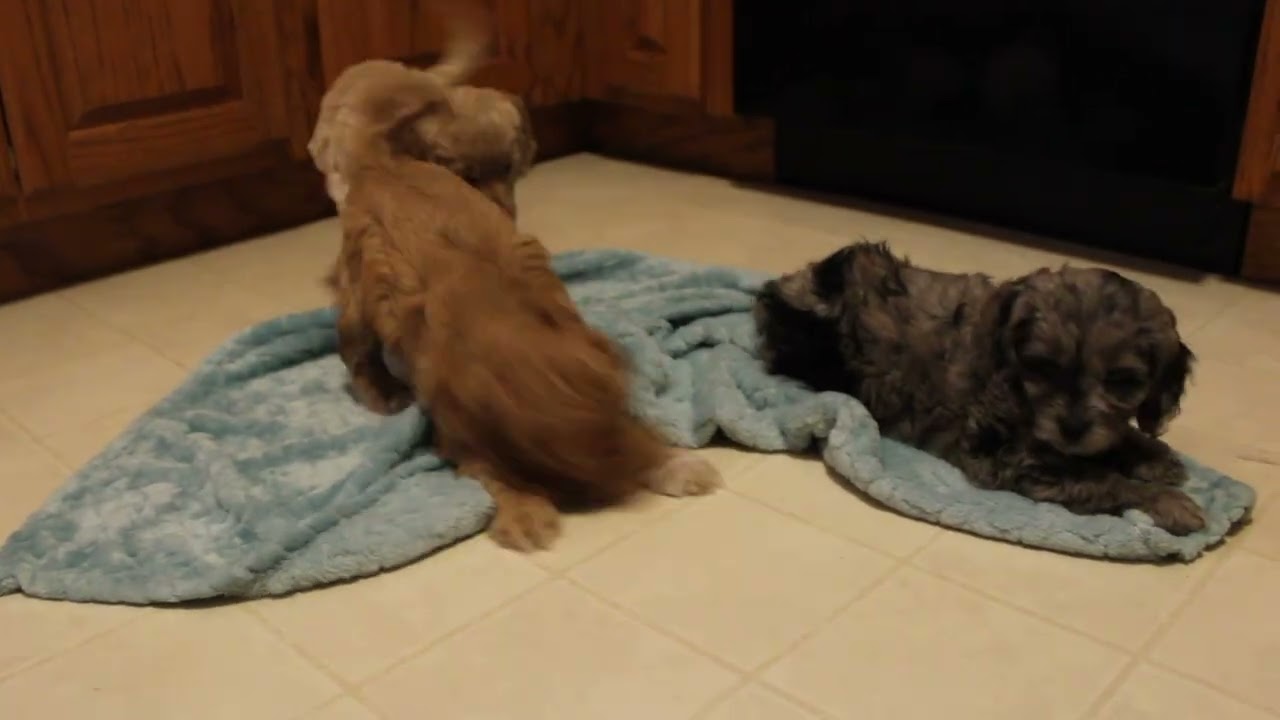 Willow's Cockapoo Puppies