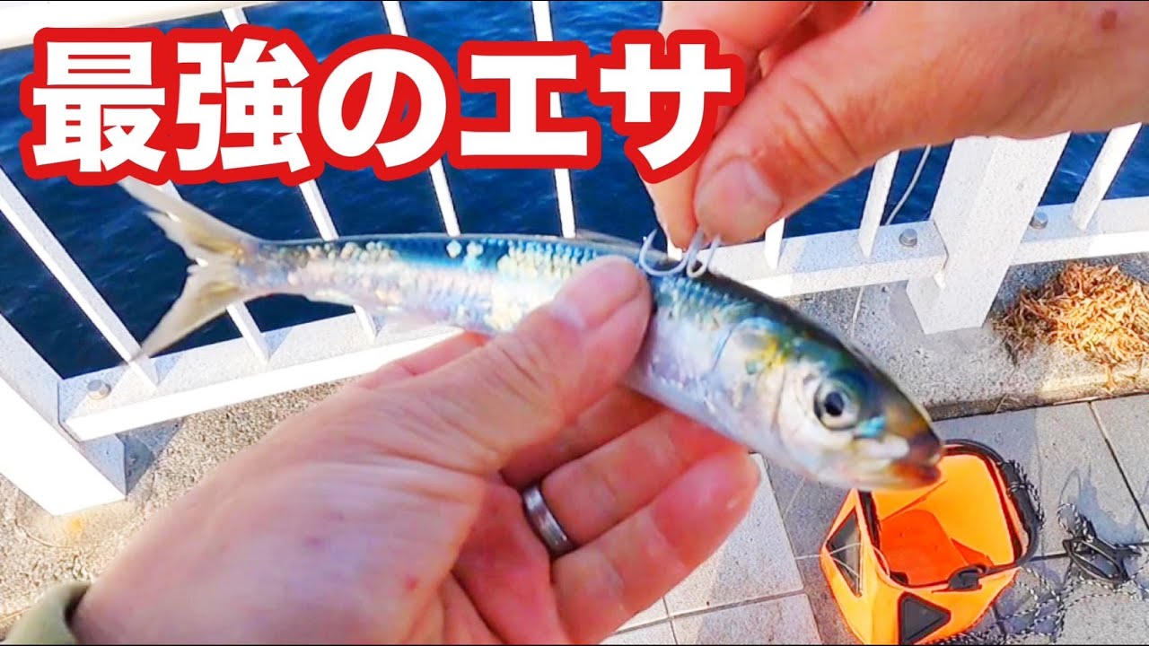【最強のエサ】いつもの堤防に20㎝のマイワシを泳がせてみたら...【ショアジギング/飲ませ釣り】