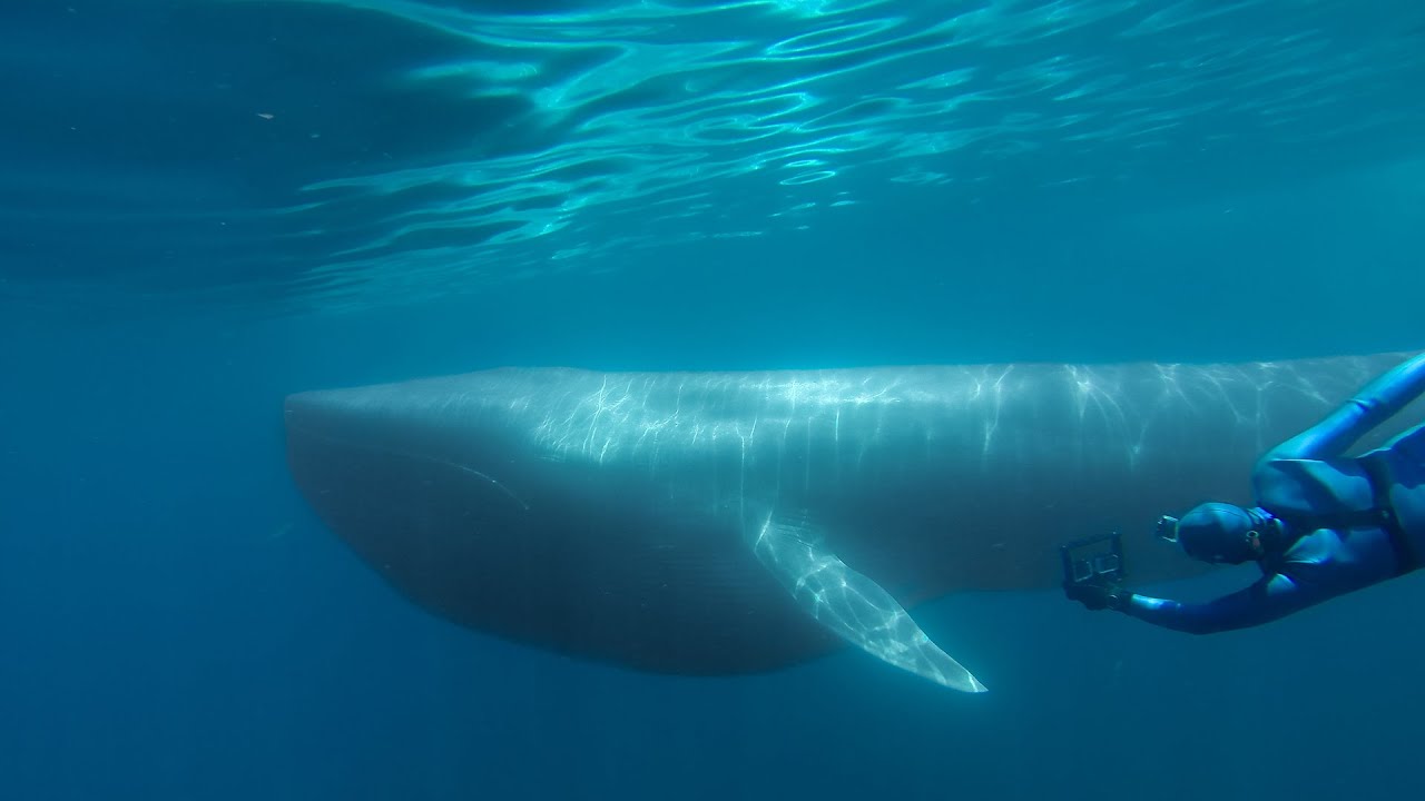 GoPro: The Search for the Blue Whale - A Prelude to 'Racing Extinction'