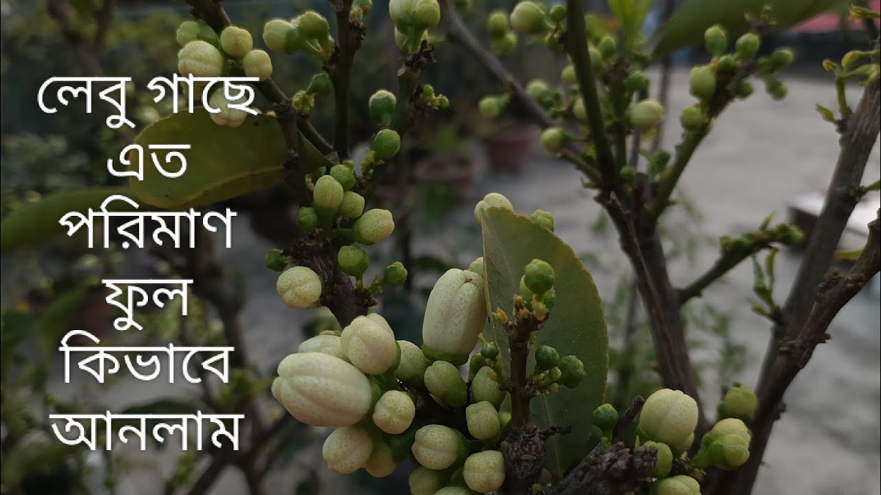 লেবু গাছে অধিক পরিমাণে ফুল কিভাবে আনলাম | লেবু গাছের সঠিক পরিচর্যা 
