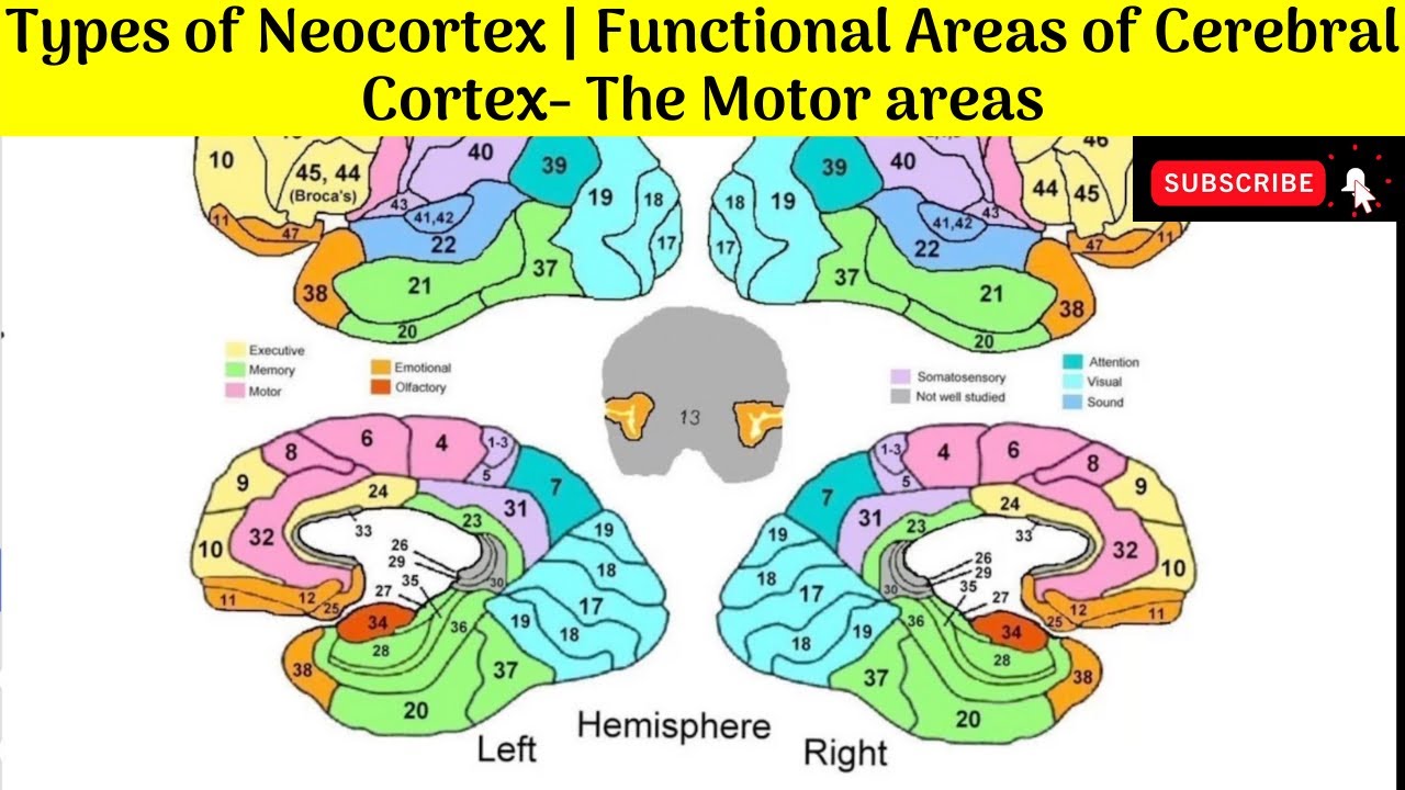 Types of Neocortex|Functional areas of Cerebral Cortex -The Motor areas|Their Connections |Functions