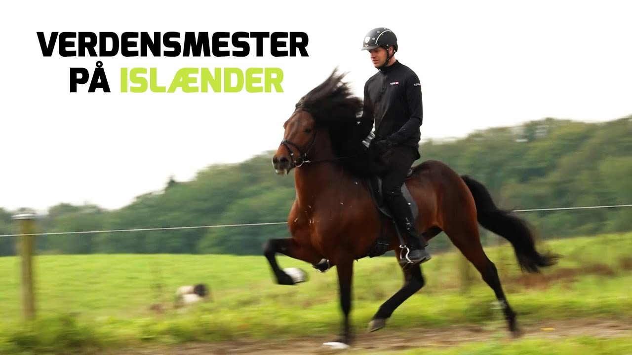 Verdensmester på islænderhest