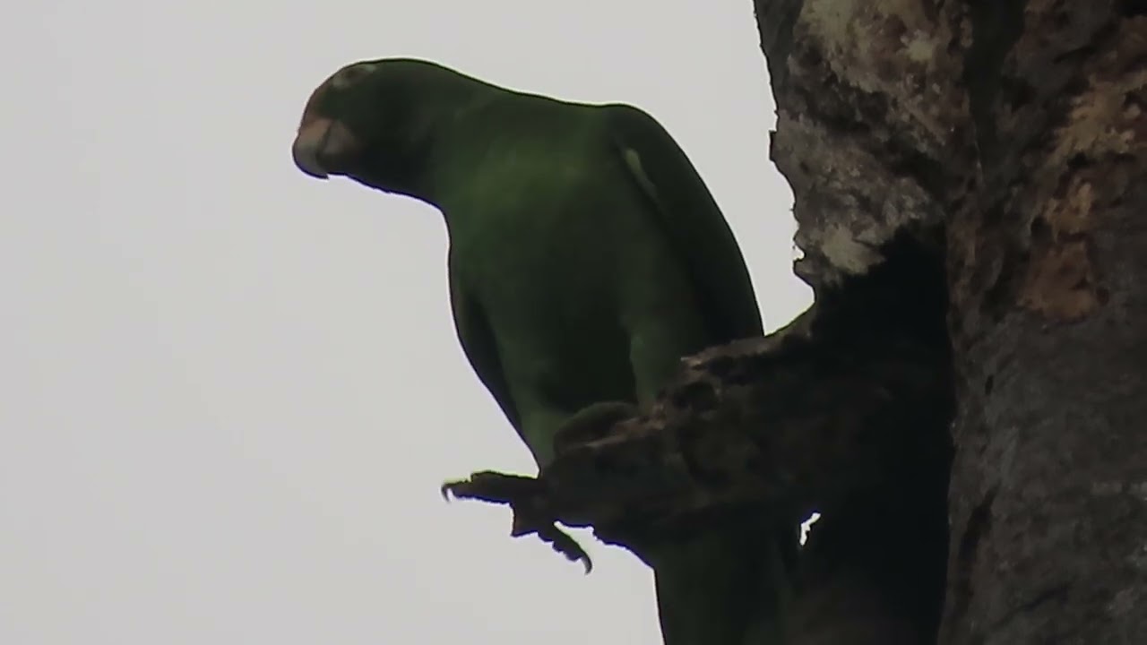 El loro cabeza amarilla 