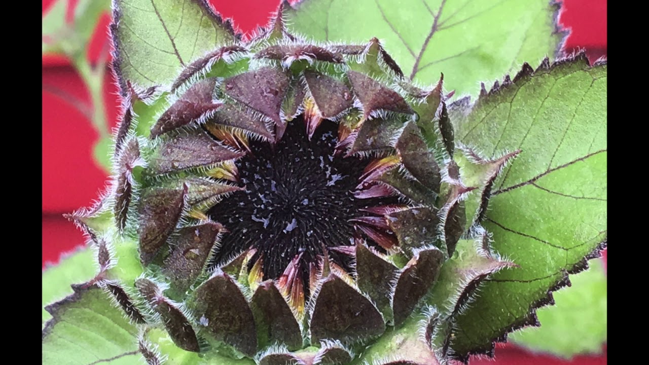 Velvet Queen Sunflower