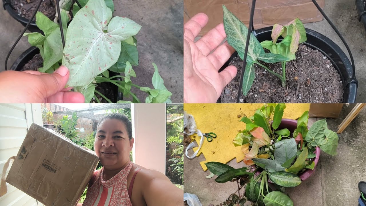 GANHEI UMA CAIXA DE PLANTAS 