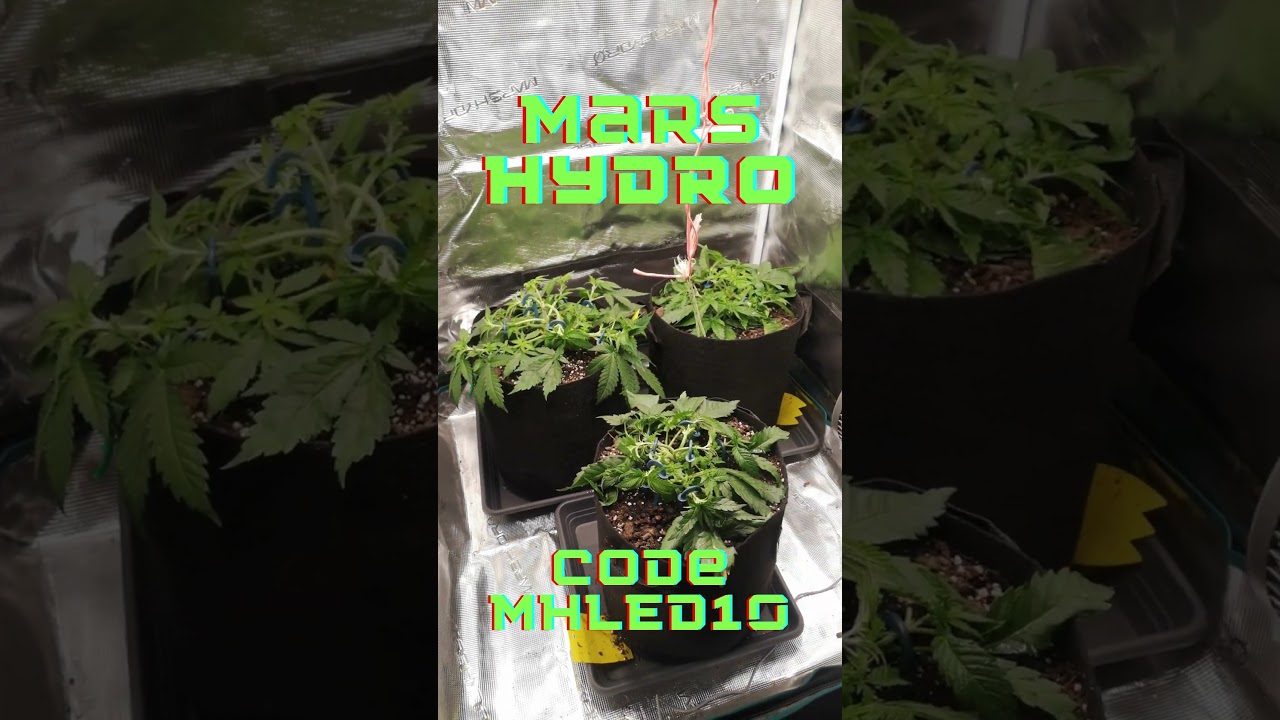 Mars Hydro FC1500 Evo Grow Zelt - Tag 34 auf 80x80x160 #grow  #gardening #indoorplants