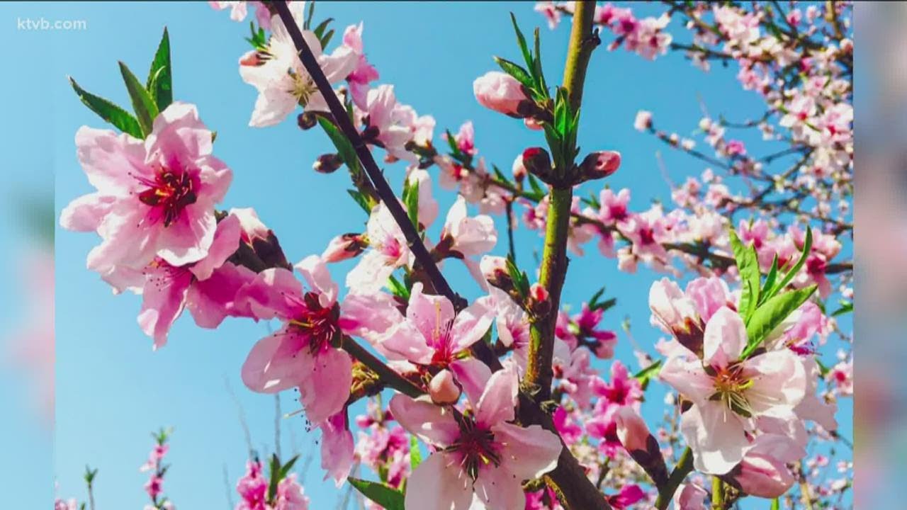 You Can Grow It: How to pick fresh fruits