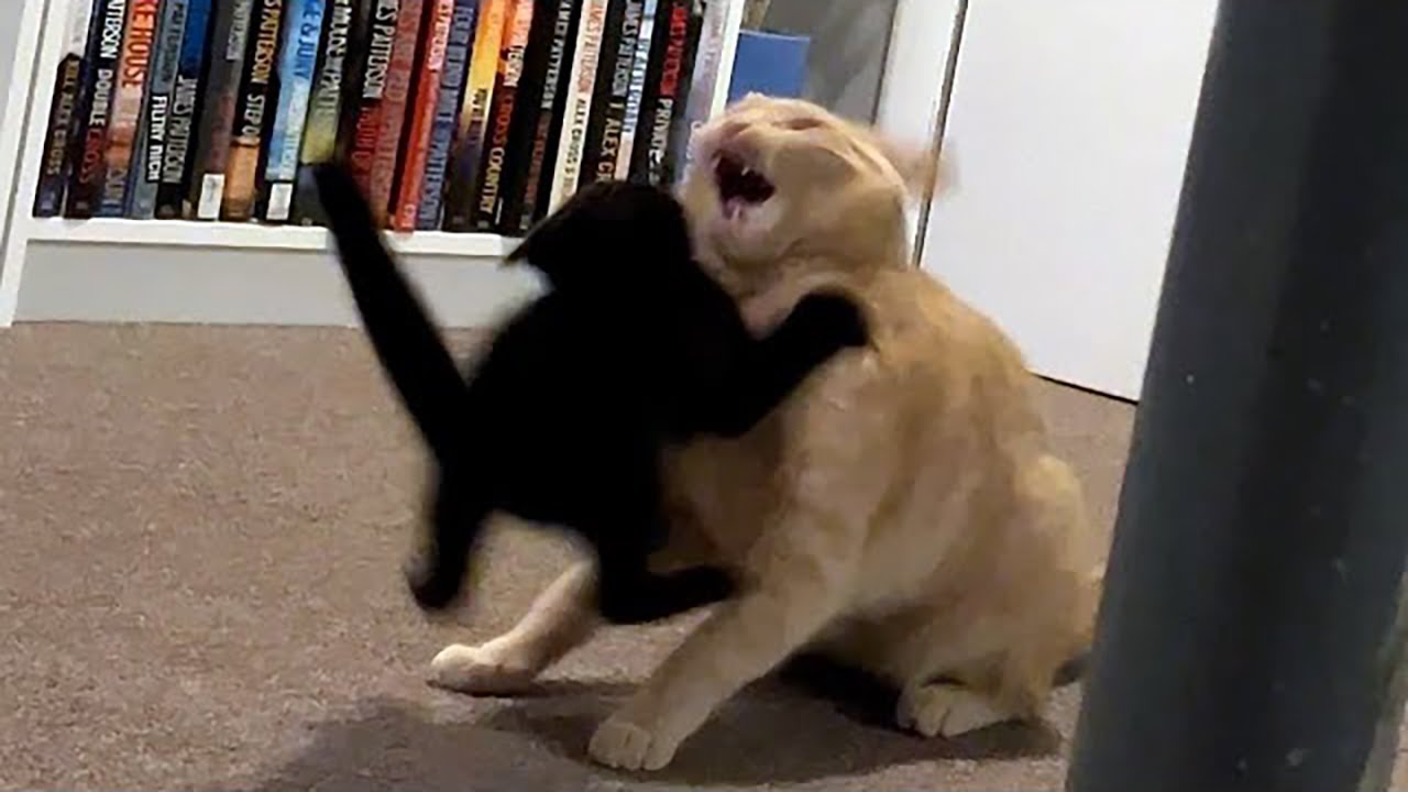 Funny Animal Moments - Try Not To Laugh Challenge #10